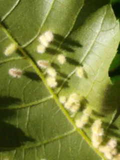 Hickory White-haired Gall Midge thumbnail 1