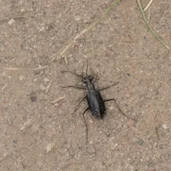 Punctured Tiger Beetle thumbnail 3