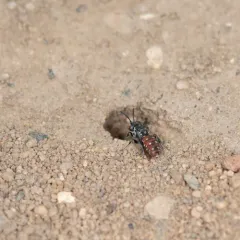 Calliopsis Cuckoo Nomad Bee thumbnail 2