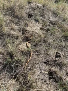 Western Milksnake thumbnail 4