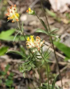 Common Kidney-Vetch thumbnail 3