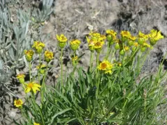 Thrift Mock Goldenweed thumbnail 4