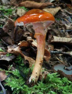 Limacella glioderma thumbnail 4