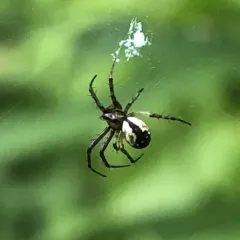 Tuft-legged Orbweaver thumbnail 4