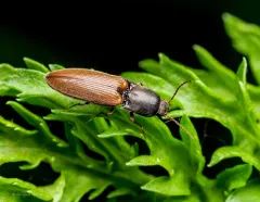 Muddy Click Beetle thumbnail 2