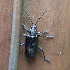 Frost's reed beetle thumbnail 1