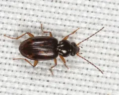 Bembidion castor thumbnail 2