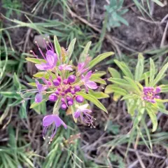 Rocky Mountain Beeplant thumbnail 3