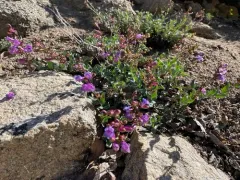 Short Stalk Penstemon thumbnail 2