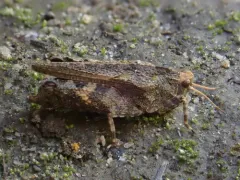 Brunner's Grouse Locust thumbnail 3