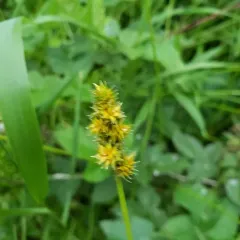 Muhlenberg's Sedge thumbnail 2