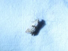 Platphalonidia felix thumbnail 2