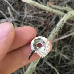 Flamed Tigersnail thumbnail 2