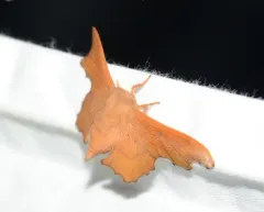 Scalloped Sack-bearer Moth thumbnail 4