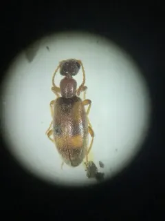 Cloudy Flower Beetle thumbnail 3