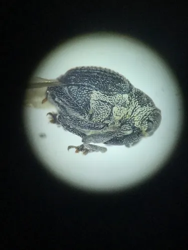 Homorosoma sulcipenne