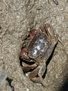 Purple Marsh Crab thumbnail 4