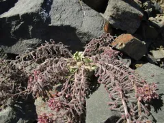 Northern Smelowskia thumbnail 2