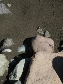 Banded Alpine thumbnail 2