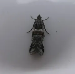 Tricolored Acrobasis Moth thumbnail 2