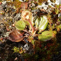 Arctic wintergreen thumbnail 2