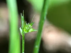 Willdenow's Sedge thumbnail 3