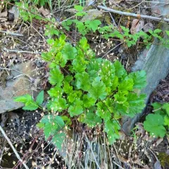 crevice alumroot thumbnail 4