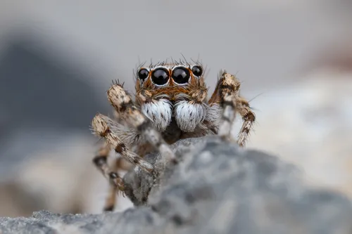 Habronattus ustulatus