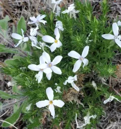 carpet phlox thumbnail 2
