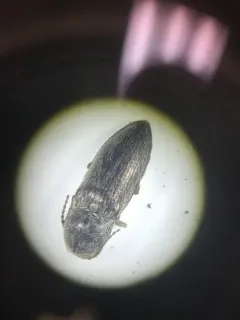 Hadromorphus inflatus thumbnail 2