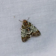 Owl-eyed Bird Dropping Moth thumbnail 3