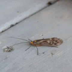 Argus Northern Caddisfly thumbnail 2