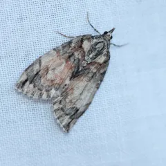 Shattered Hydriomena Moth thumbnail 4