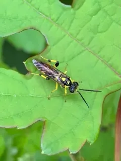 Macrophya formosa thumbnail 2