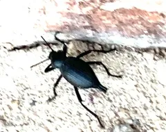 Eleodes longipilosa thumbnail 3