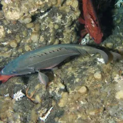 Silvergray Rockfish thumbnail 2
