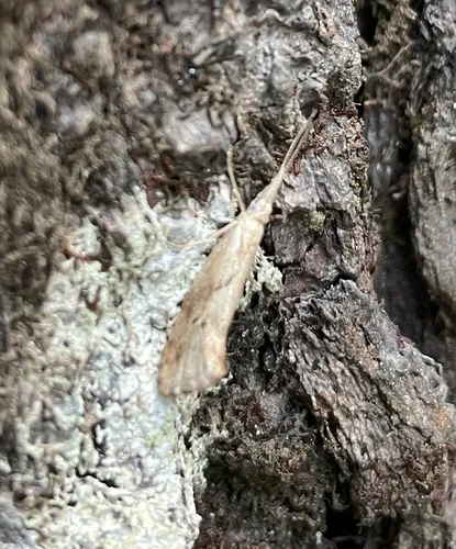 Euceratia securella