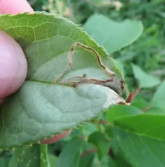 Apple Flea Weevil thumbnail 1