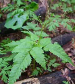 Purple Sweet-cicely thumbnail 1