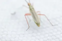 Litomiris curtus thumbnail 2