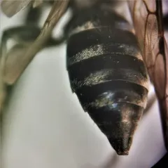 Antenna-waving Wasp thumbnail 4