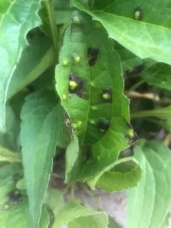 Rudbeckia Triozid thumbnail 3