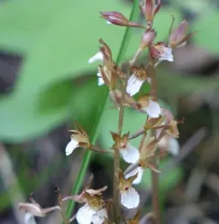 Spring Coralroot thumbnail 2
