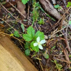 Five-leaf Dwarf Bramble thumbnail 2
