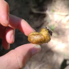 Cortinarius pinguis thumbnail 1