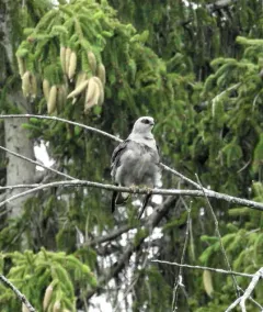 Mississippi Kite thumbnail 2