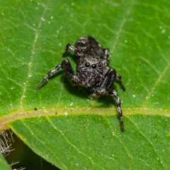 Hart's Jumping Spider thumbnail 4