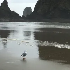 Western Gull thumbnail 4