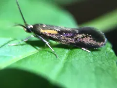 Mathildana flipria thumbnail 4