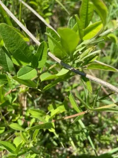 Dahurian lespedeza thumbnail 2